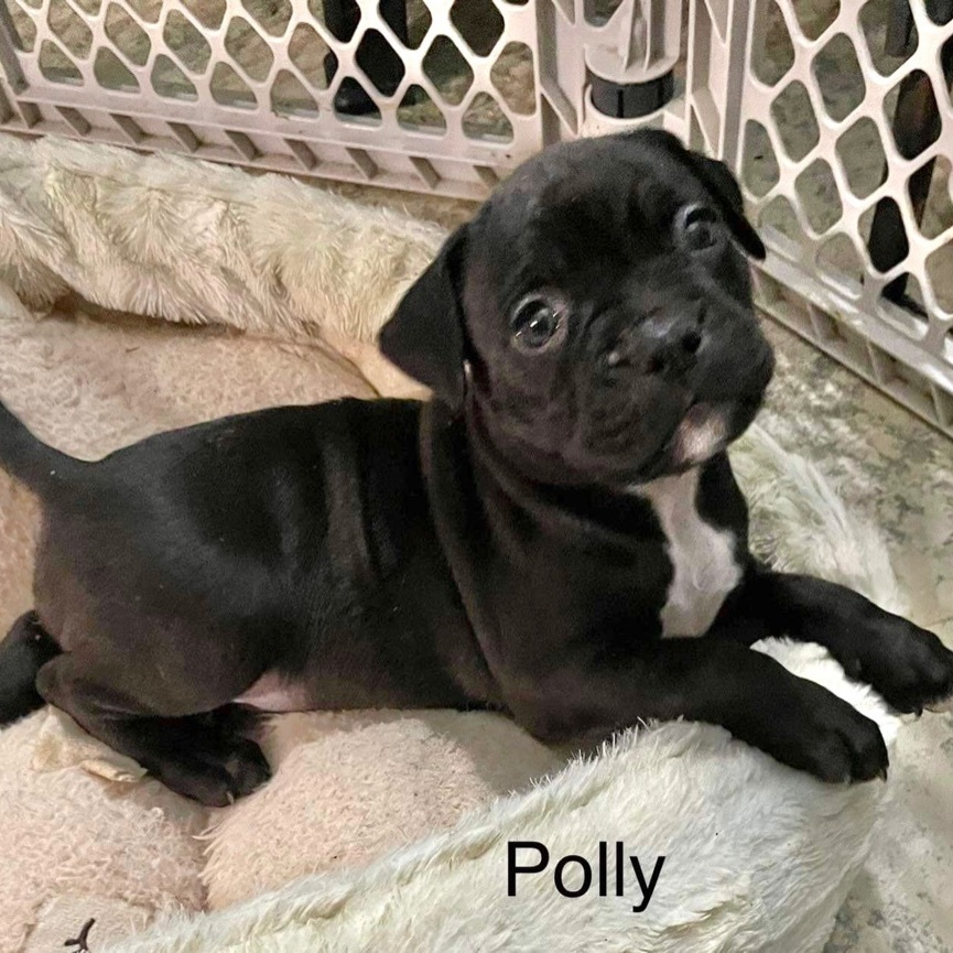 Polly (Ready 10/22/22)
