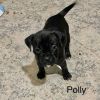 Polly (Ready 10/22/22)