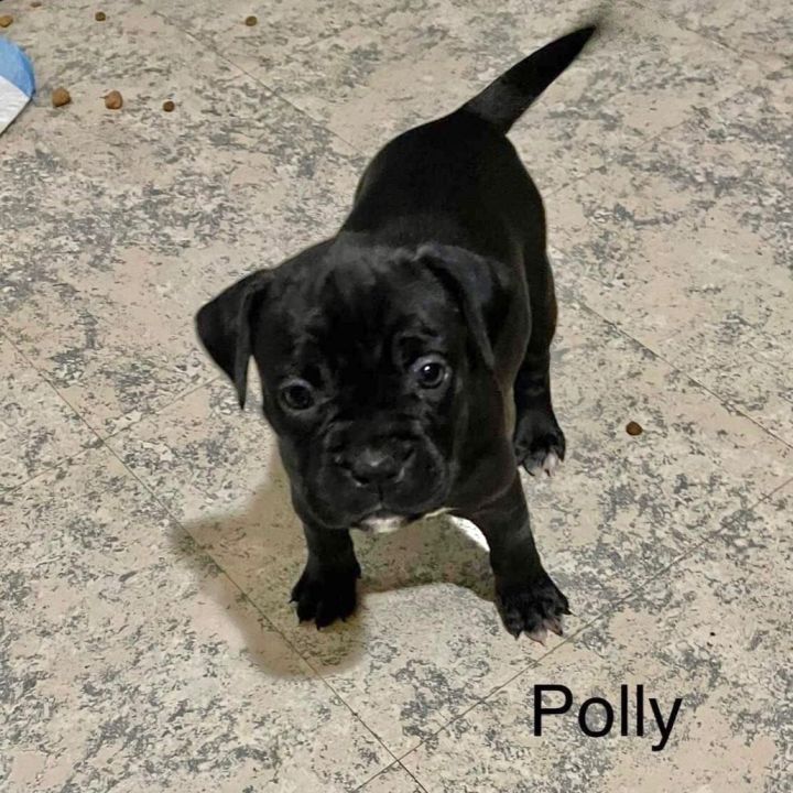 Polly (Ready 10/22/22) 2