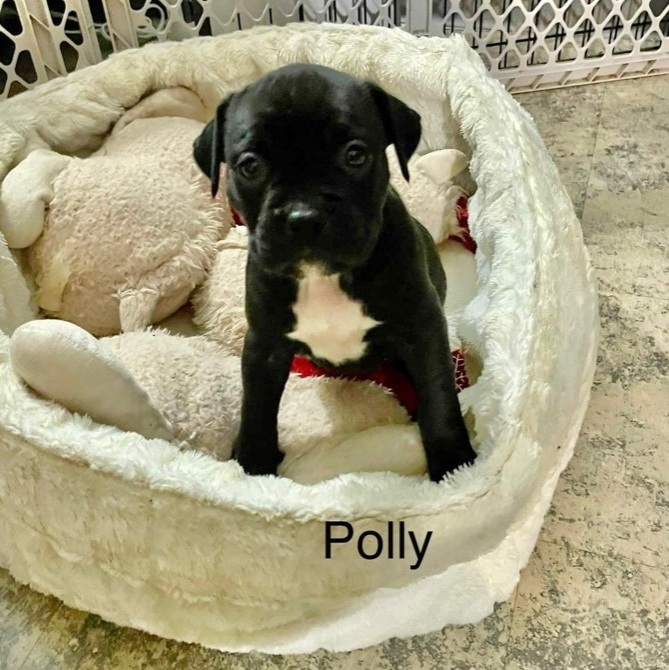 Polly (Ready 10/22/22) 3