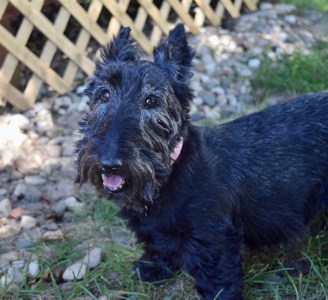 Ella, an adopted Scottish Terrier in Decatur, IL_image-2