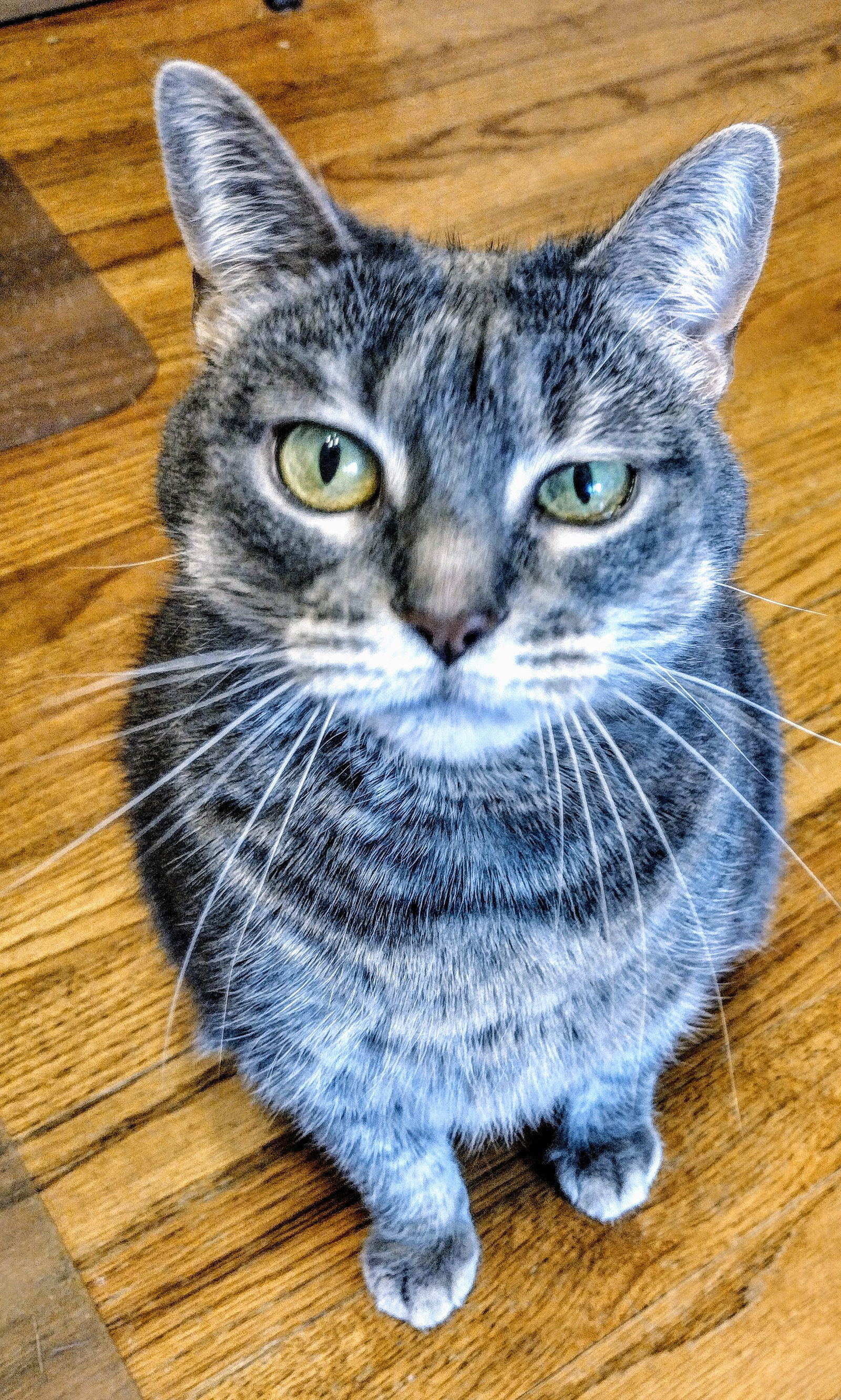 Meredith Grey, an adoptable Domestic Short Hair in Livonia, MI, 48152 | Photo Image 1