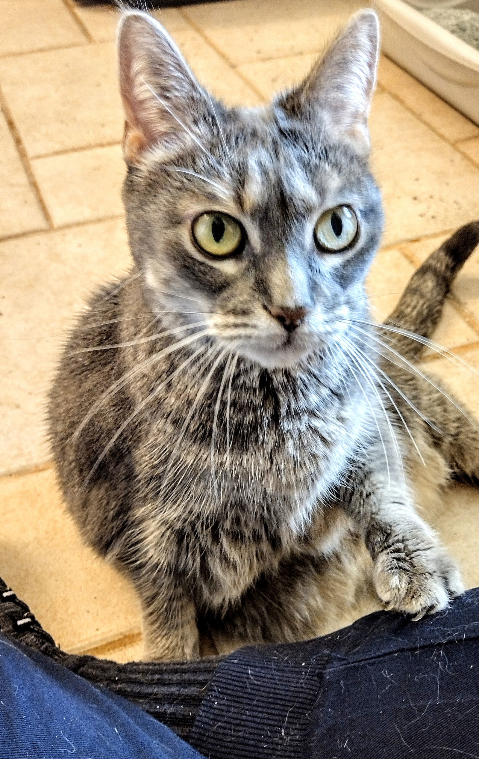 Meredith Grey, an adoptable Domestic Short Hair in Livonia, MI, 48152 | Photo Image 3