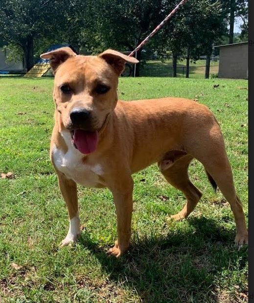 Dog for adoption Moose coming soon!, a Mixed Breed in Sheboygan, WI