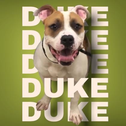 Duke