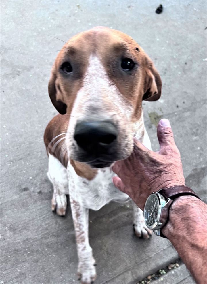 Finley, an adoptable Redbone Coonhound in Denton, TX_image-3