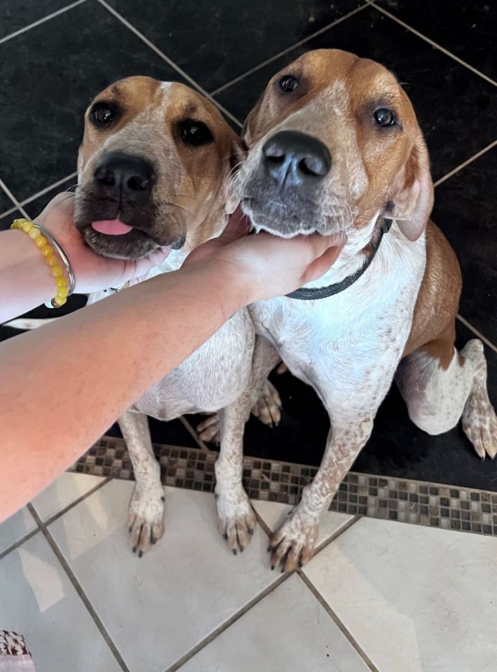 Finley, an adoptable Redbone Coonhound in Denton, TX_image-5