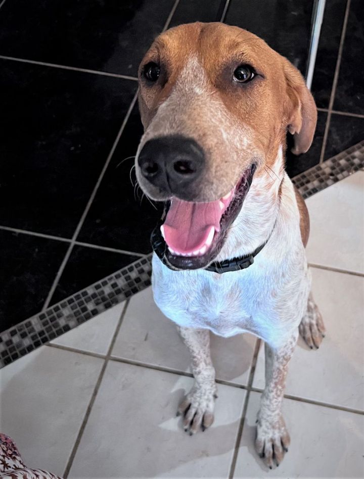 Jordan, an adoptable Redbone Coonhound in Denton, TX_image-1