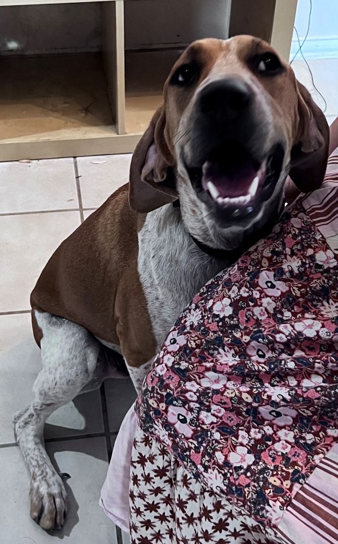 Jordan, an adoptable Redbone Coonhound in Denton, TX_image-2
