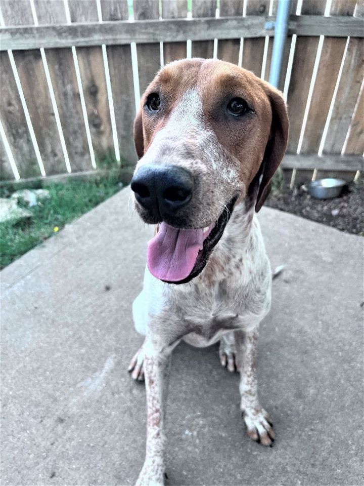 Jordan, an adoptable Redbone Coonhound in Denton, TX_image-3