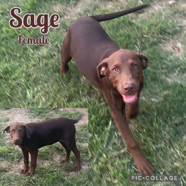 Sage