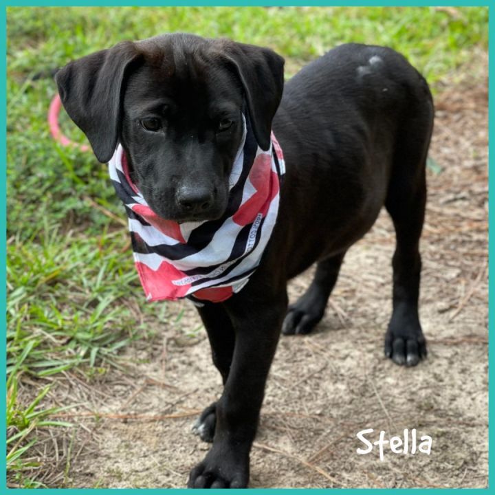 Stella, an adopted Mixed Breed in Northwood, NH_image-3