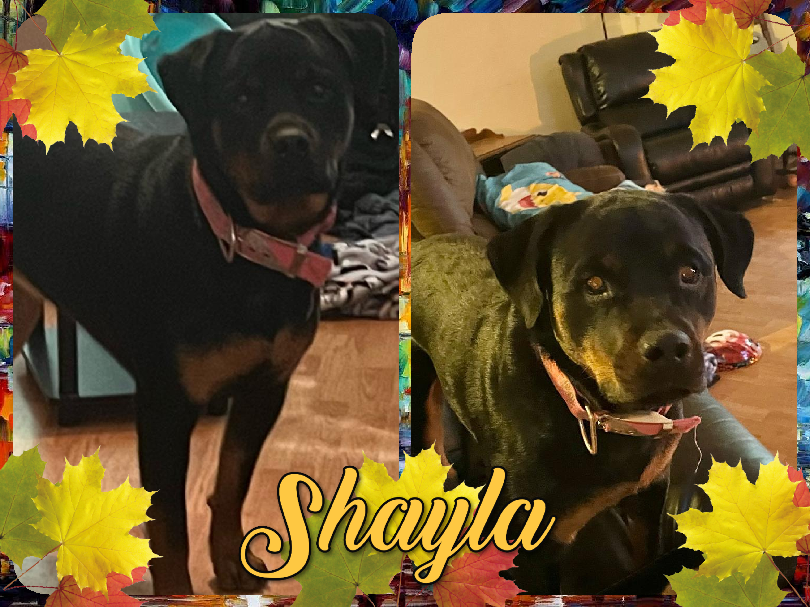 Shayla