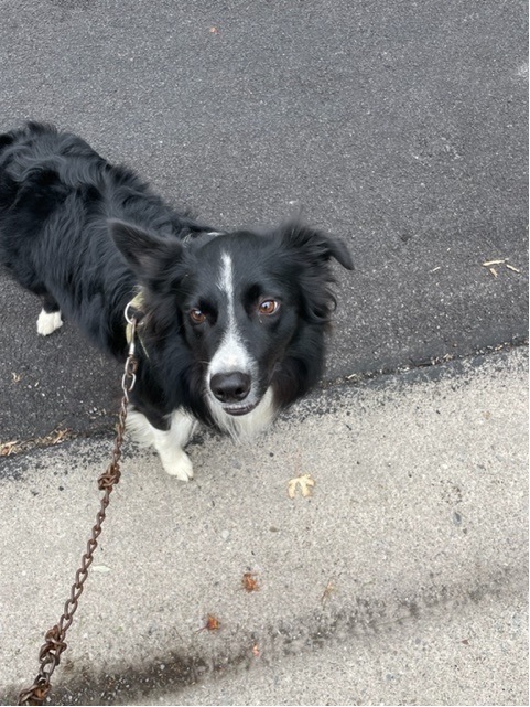 Trooper, an adopted Border Collie in Rochester, NY_image-1