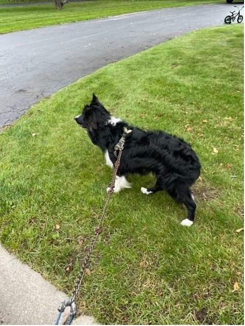 Trooper, an adopted Border Collie in Rochester, NY_image-3