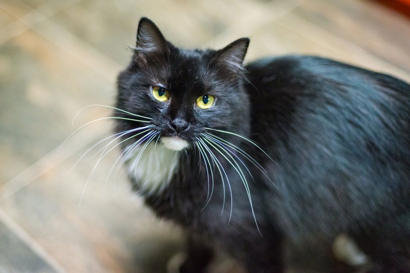 Prime Rib, an adoptable Domestic Long Hair in Stafford, VA, 22554 | Photo Image 1