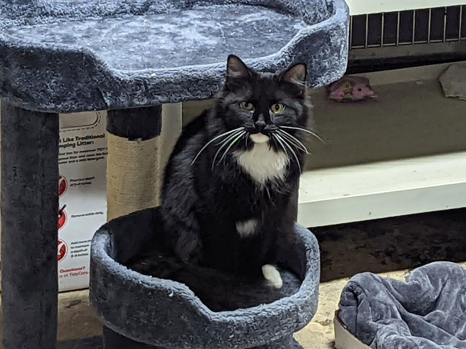 Prime Rib, an adoptable Domestic Long Hair in Stafford, VA, 22554 | Photo Image 2