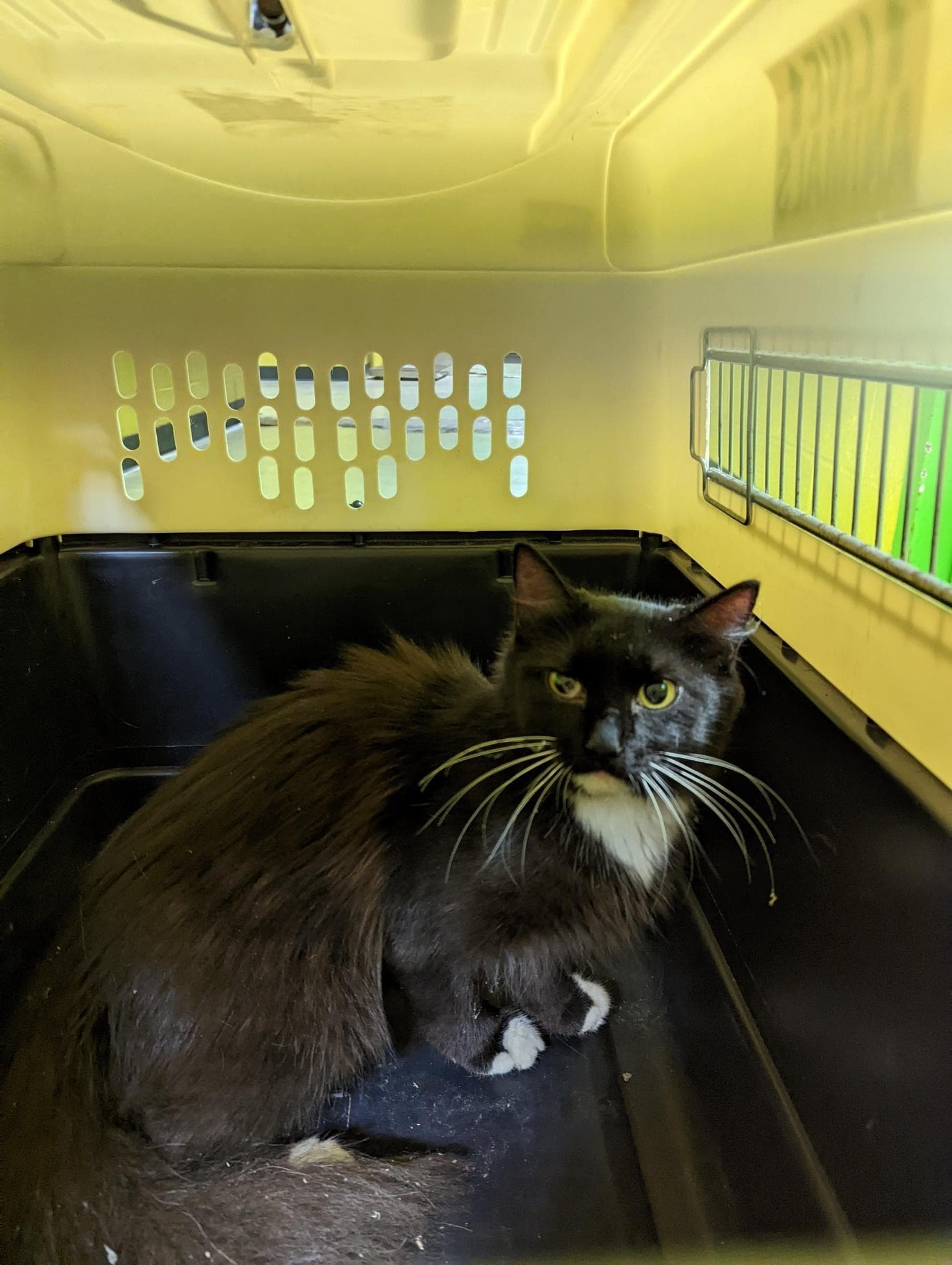 Prime Rib, an adoptable Domestic Long Hair in Stafford, VA, 22554 | Photo Image 3