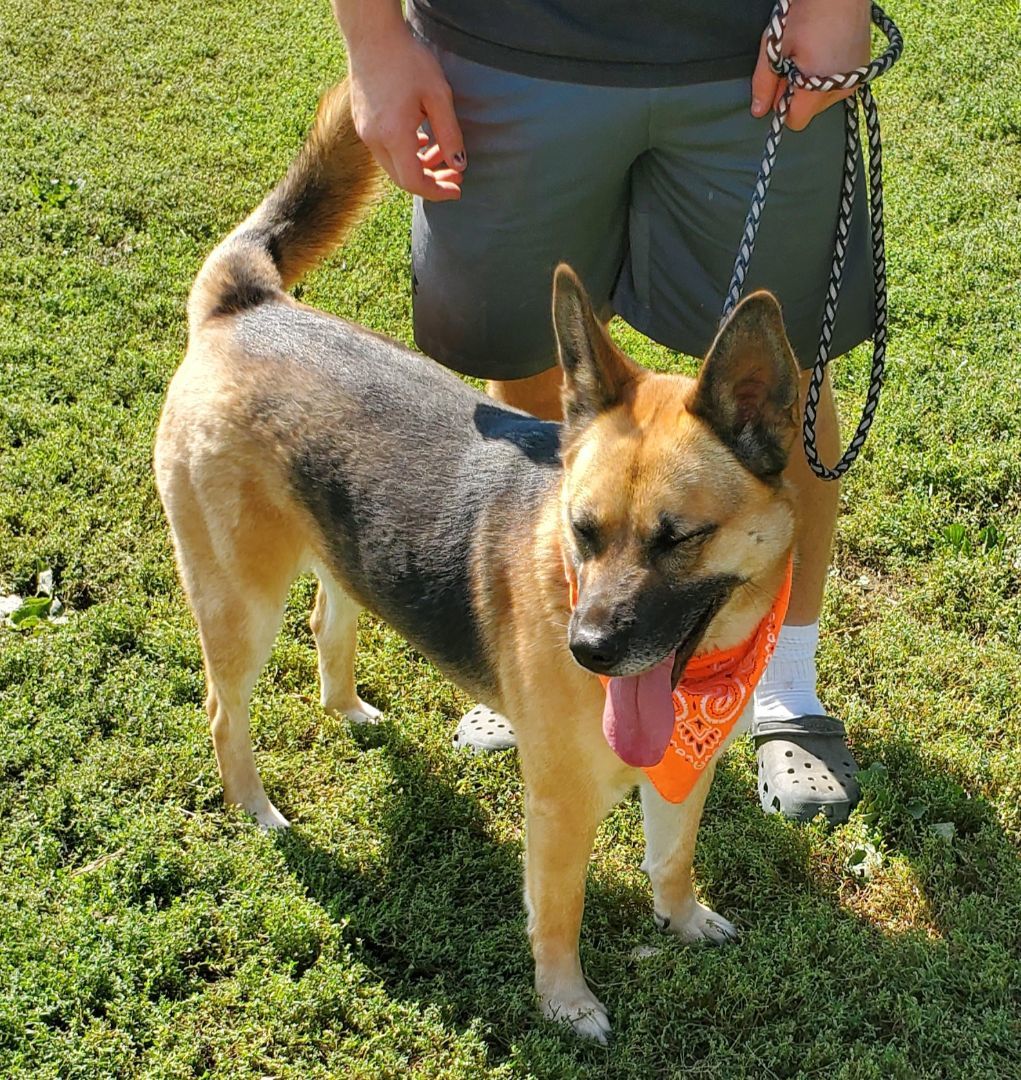 Big Sister, an adoptable German Shepherd Dog, Husky in Walthill, NE, 68067 | Photo Image 1