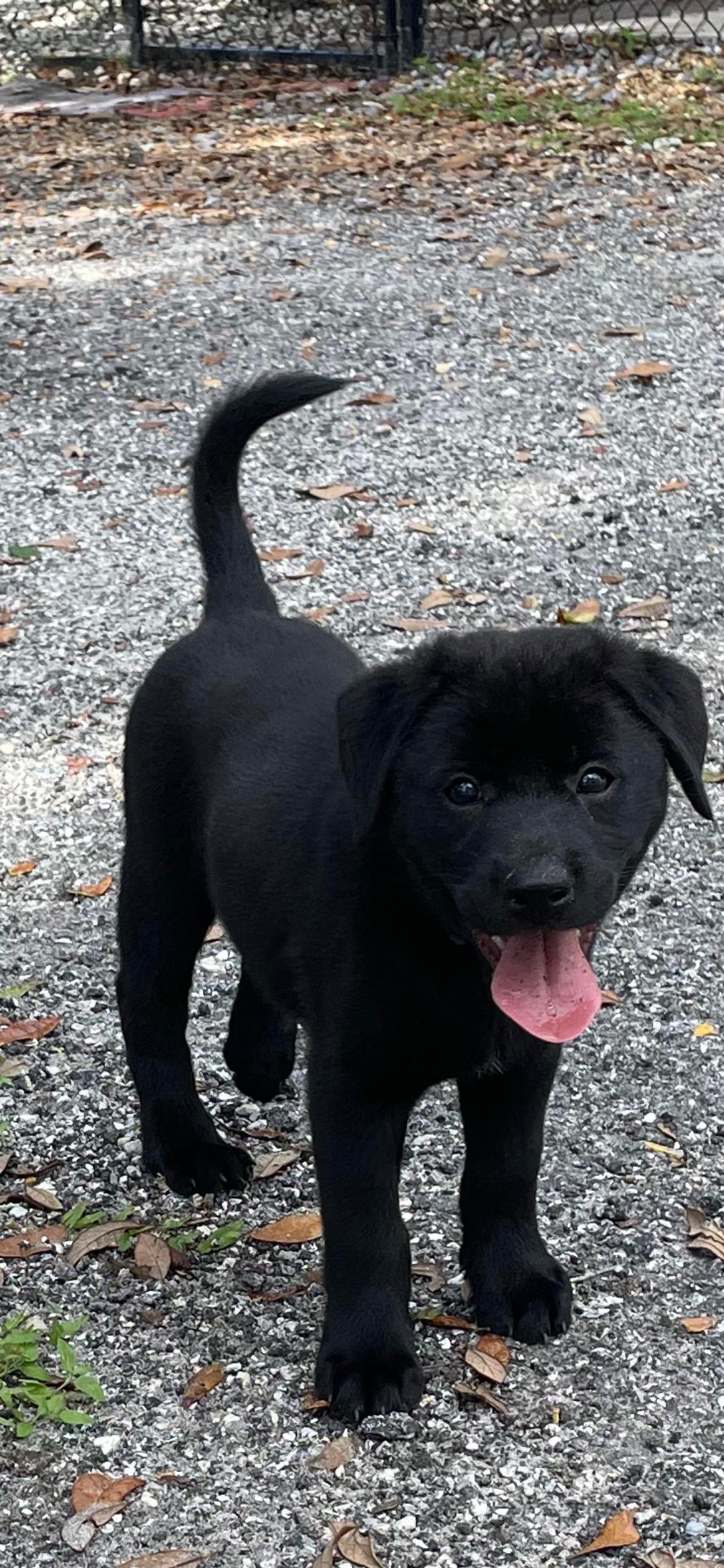 Georgia Puppy of Dixie