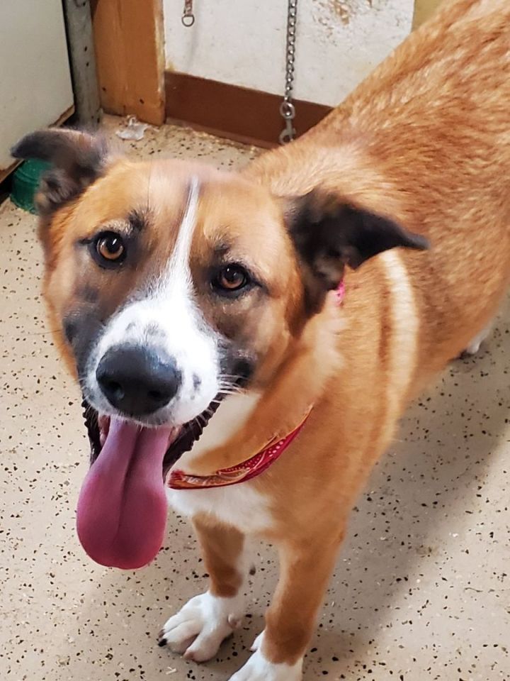 saint bernard golden retriever mix puppies