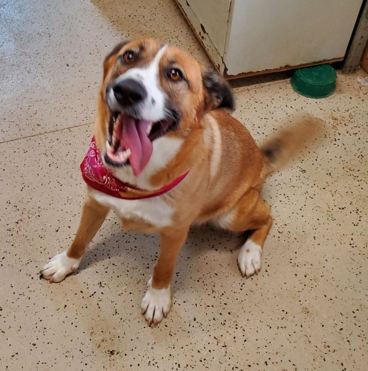 Dog for adoption Sandy, a Saint Bernard & Shepherd Mix in Walthill