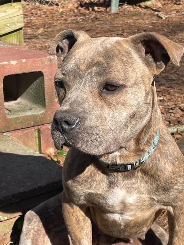 Olive, an adoptable American Staffordshire Terrier in Ladson, SC, 29456 | Photo Image 1