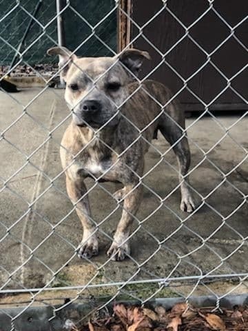 Olive, an adoptable American Staffordshire Terrier in Ladson, SC, 29456 | Photo Image 2