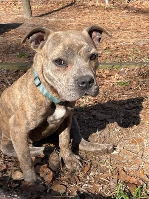 Olive, an adoptable American Staffordshire Terrier in Ladson, SC, 29456 | Photo Image 3