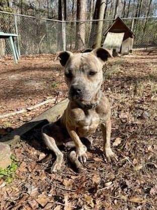 Olive, an adoptable American Staffordshire Terrier in Ladson, SC, 29456 | Photo Image 4