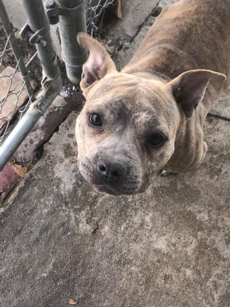 Olive, an adoptable American Staffordshire Terrier in Ladson, SC, 29456 | Photo Image 5