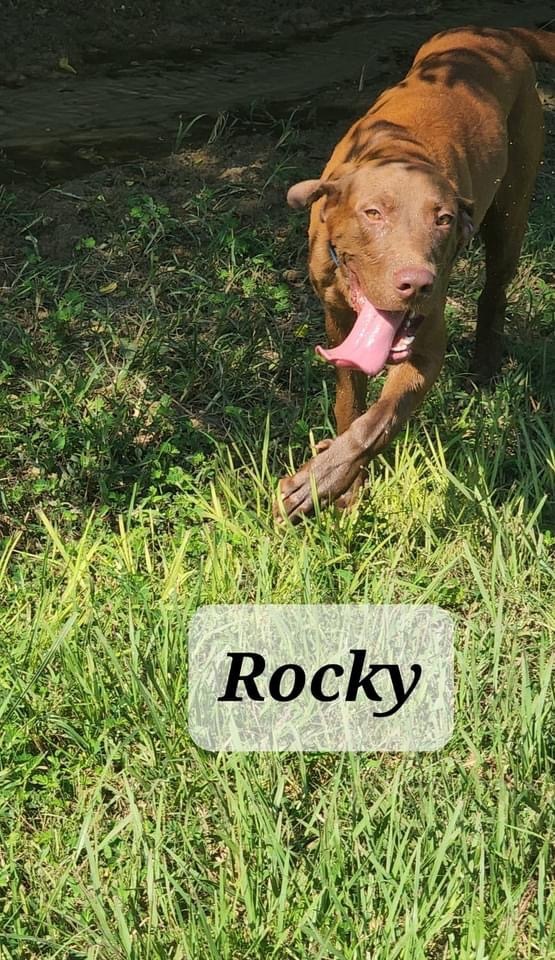 ROCKY, an adoptable Labrador Retriever in Marianna, FL, 32447 | Photo Image 1