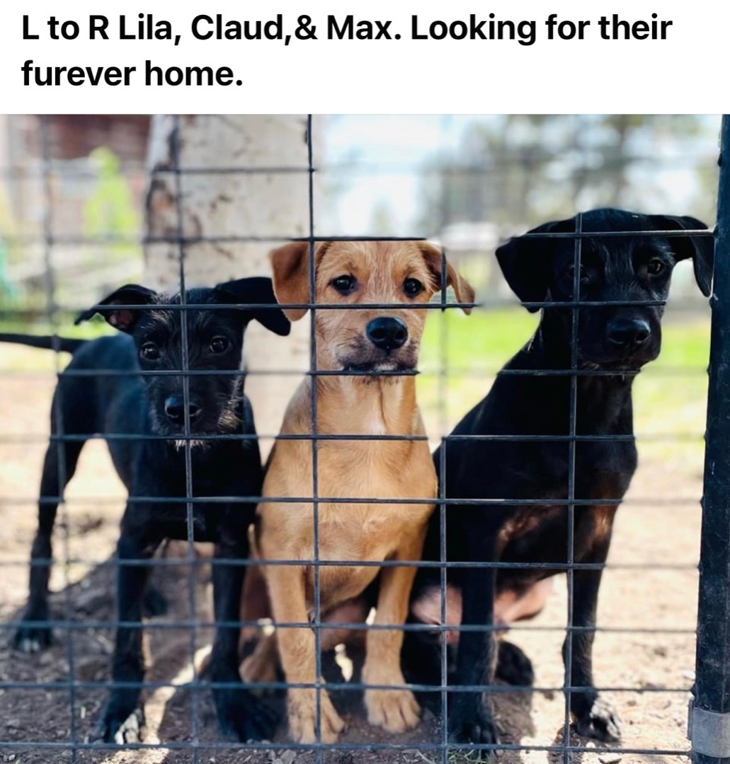 Terrific Terrier Mixes m/f Lila, Claud, Max