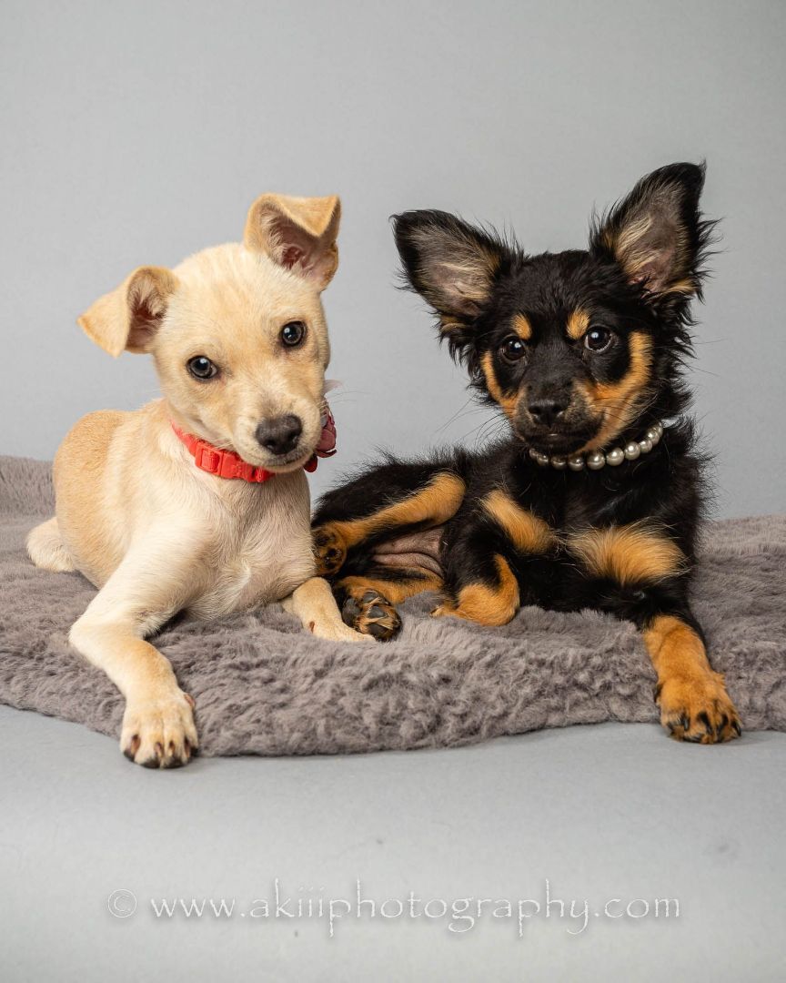 Paula & Stevie - Bonded Female Puppies