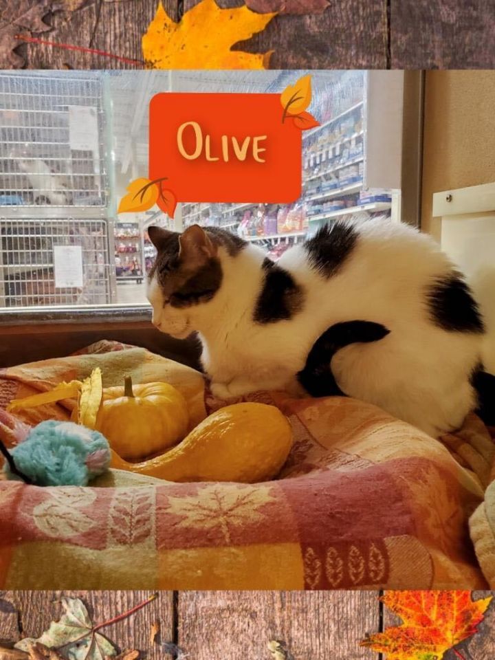 Olive, an adoptable Domestic Short Hair & Tabby Mix in Highland, IN_image-2