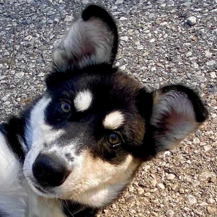 are blue heeler and husky mix good breed