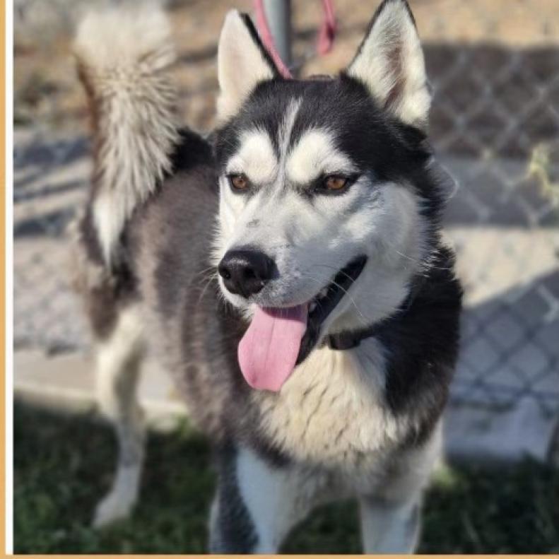 Chucky, an adoptable Husky in Eufaula, OK, 74432 | Photo Image 1