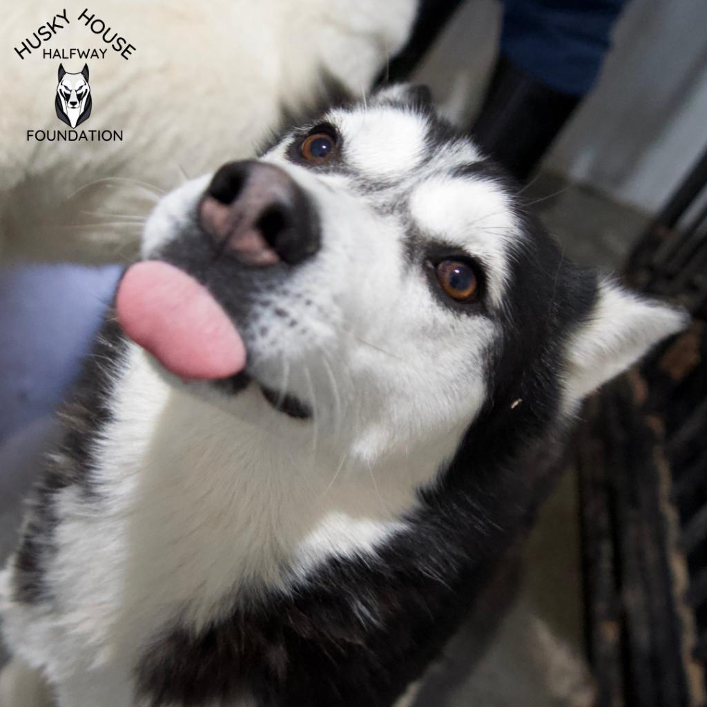 Chucky, an adoptable Husky in Eufaula, OK, 74432 | Photo Image 2