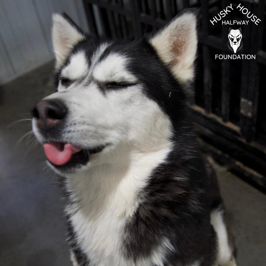 Chucky, an adoptable Husky in Eufaula, OK, 74432 | Photo Image 3