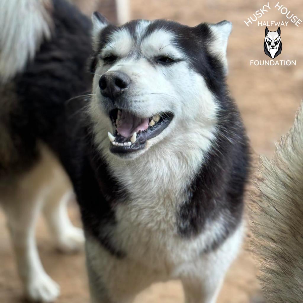 Chucky, an adoptable Husky in Eufaula, OK, 74432 | Photo Image 5