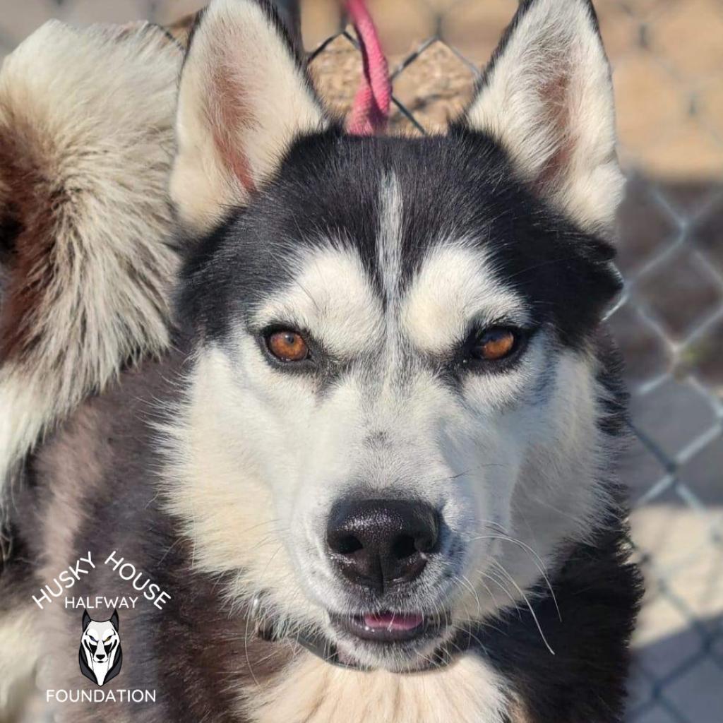 Chucky, an adoptable Husky in Eufaula, OK, 74432 | Photo Image 6