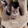 Sierra & Quartez (Bonded Pair) - Pending Adoption