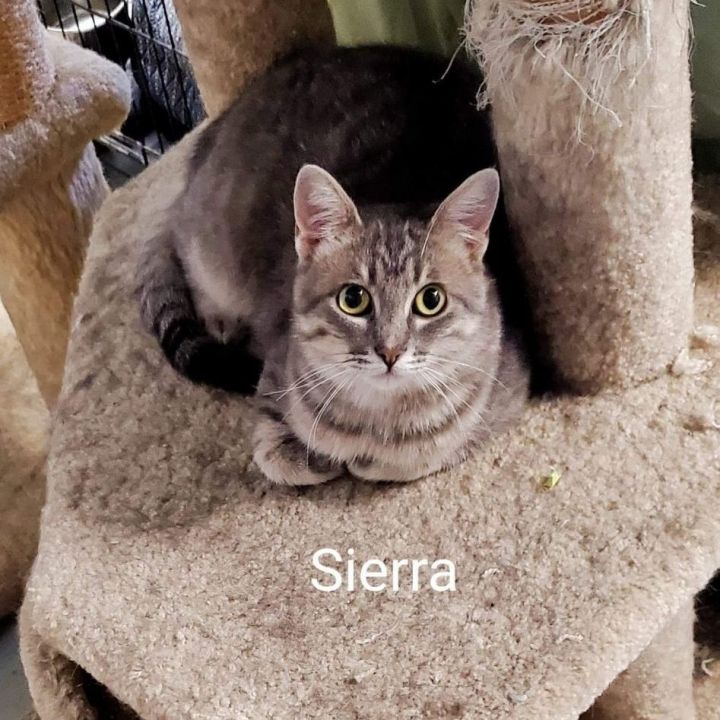 Sierra & Quartez (Bonded Pair) 5