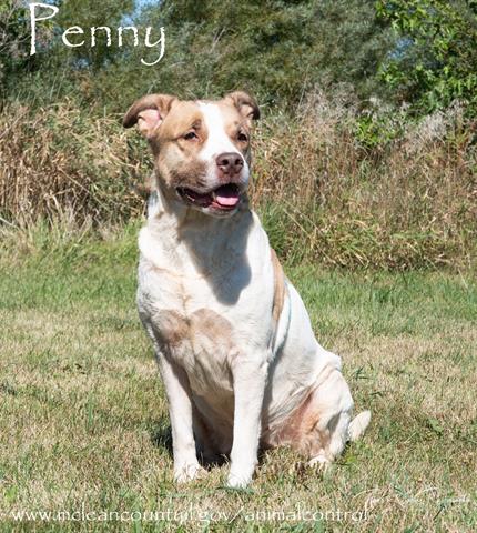 PENNY, an adoptable Pit Bull Terrier Mix in Bloomington, IL_image-1