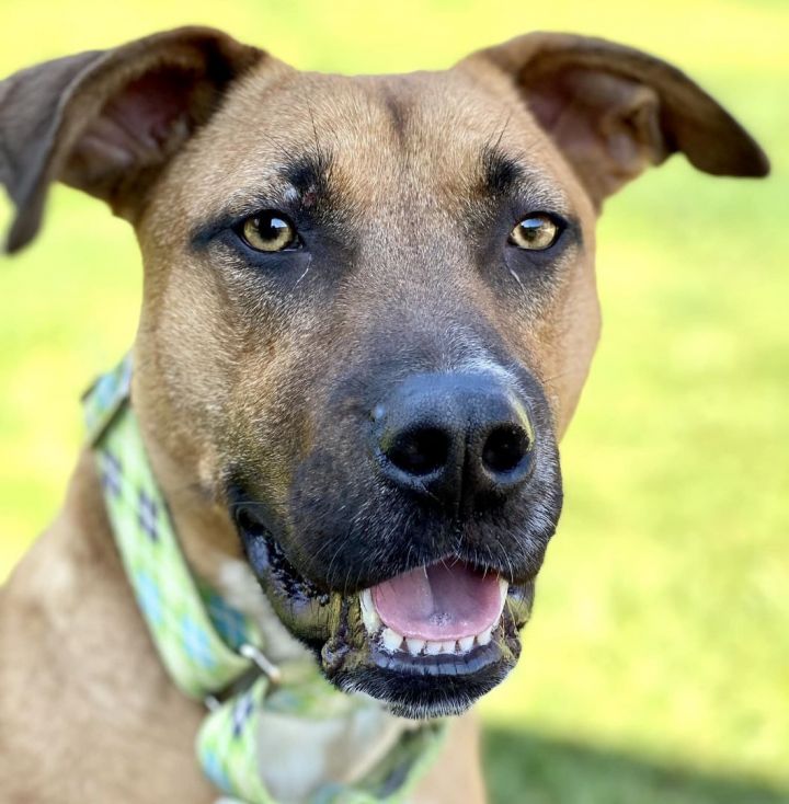 Bo, an adoptable Black Mouth Cur & Boxer Mix in Phoenixville, PA_image-5