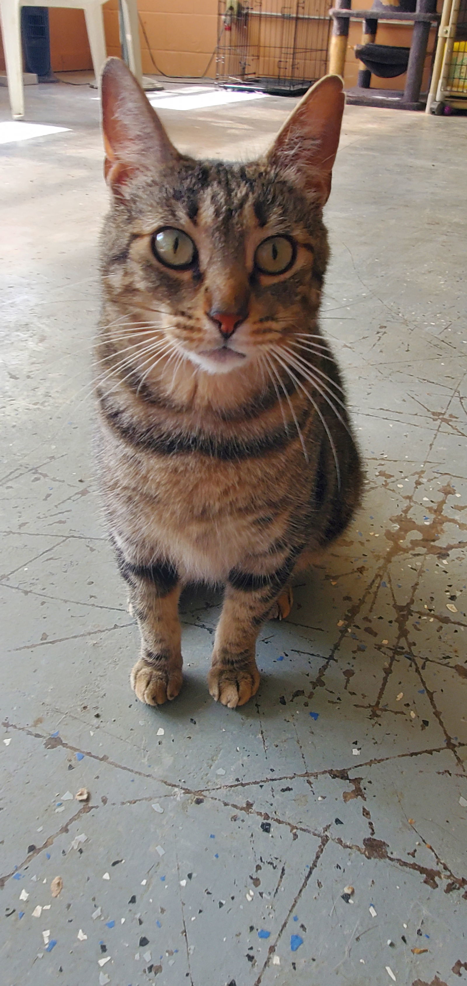 Monica, an adoptable Domestic Short Hair in Boston, KY, 40107 | Photo Image 1