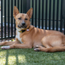 Frankie , an adoptable American Staffordshire Terrier Mix in Santa Cruz, CA_image-2