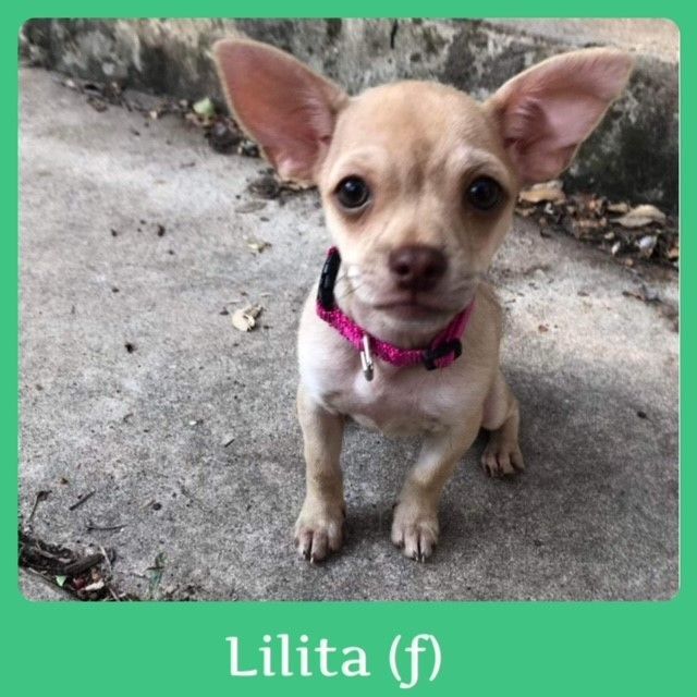 Lilita