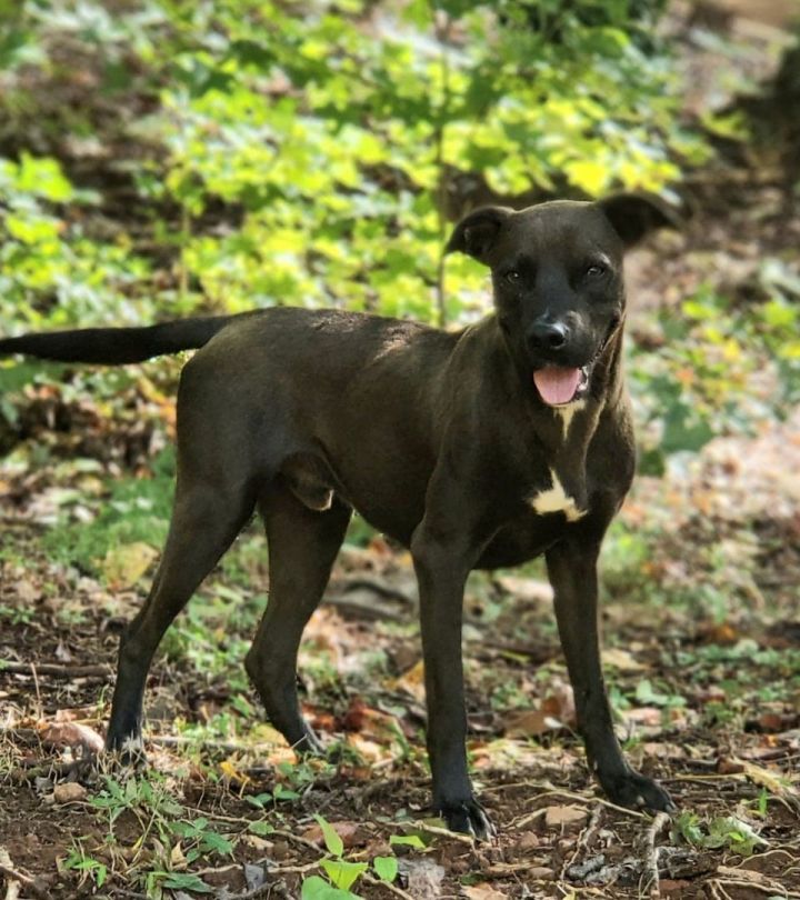 Champion, an adoptable Labrador Retriever & Pit Bull Terrier Mix in Landrum, SC_image-1