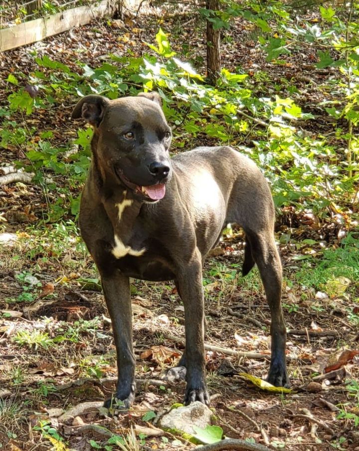 Champion, an adoptable Labrador Retriever & Pit Bull Terrier Mix in Landrum, SC_image-4